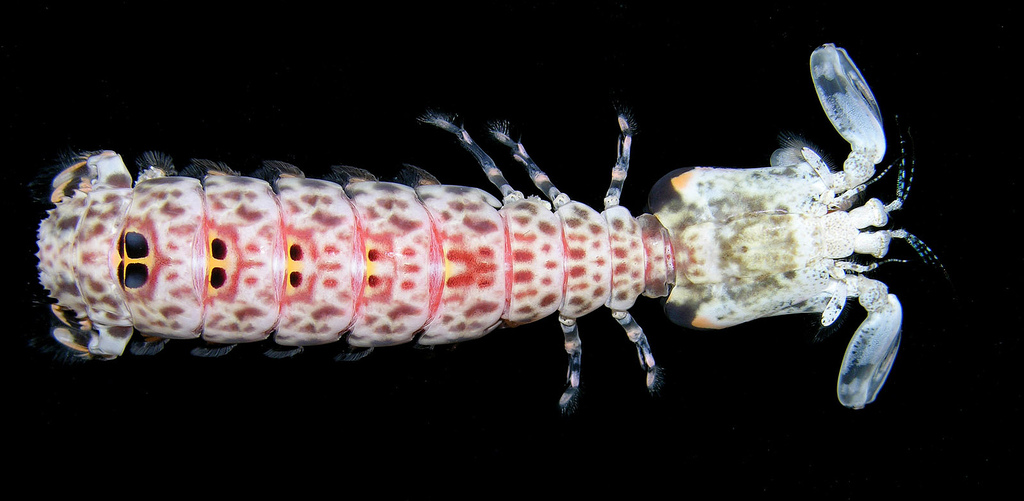 Представитель Семейства Tetrasquillidae